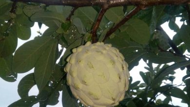 discover-the-ilama-tree:-a-rare-tropical-gem-for-your-garden