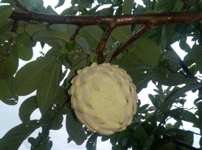 discover-the-ilama-tree:-a-rare-tropical-gem-for-your-garden